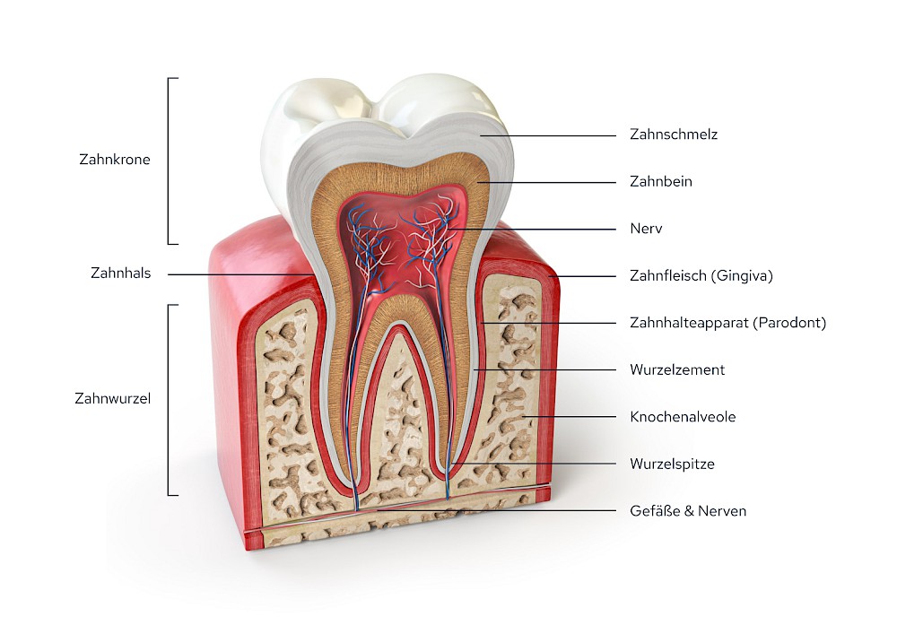 Zahn & Zahnfleisch