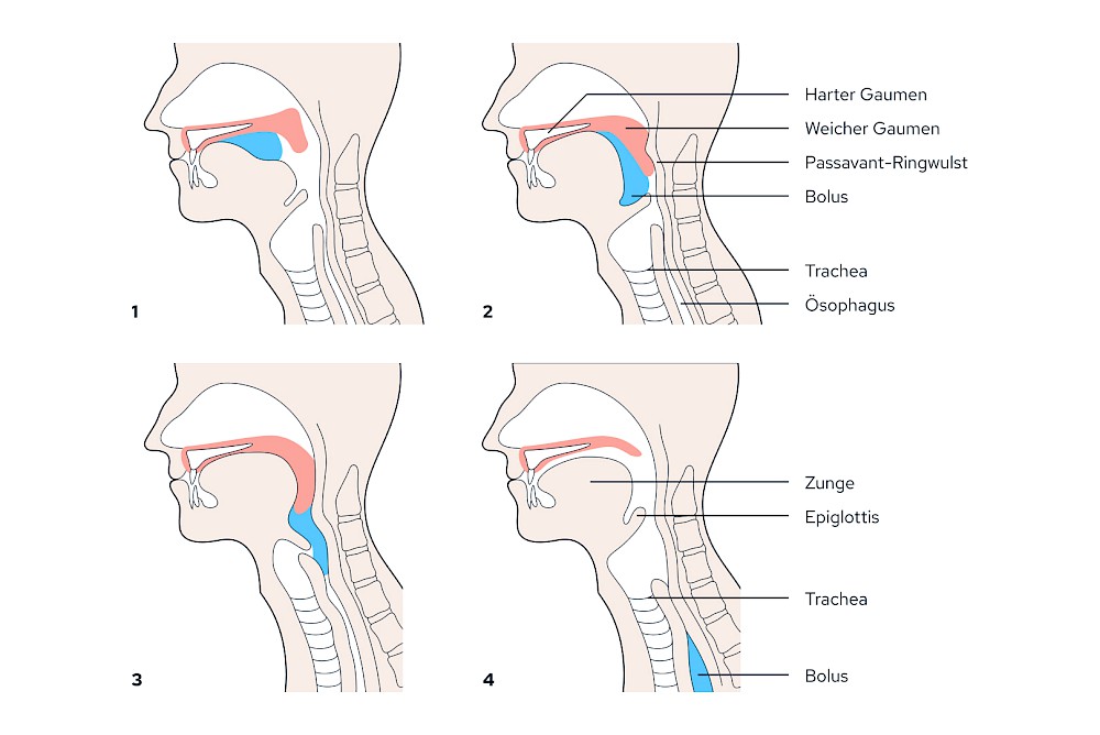 Schluckakt: 4 Phasen