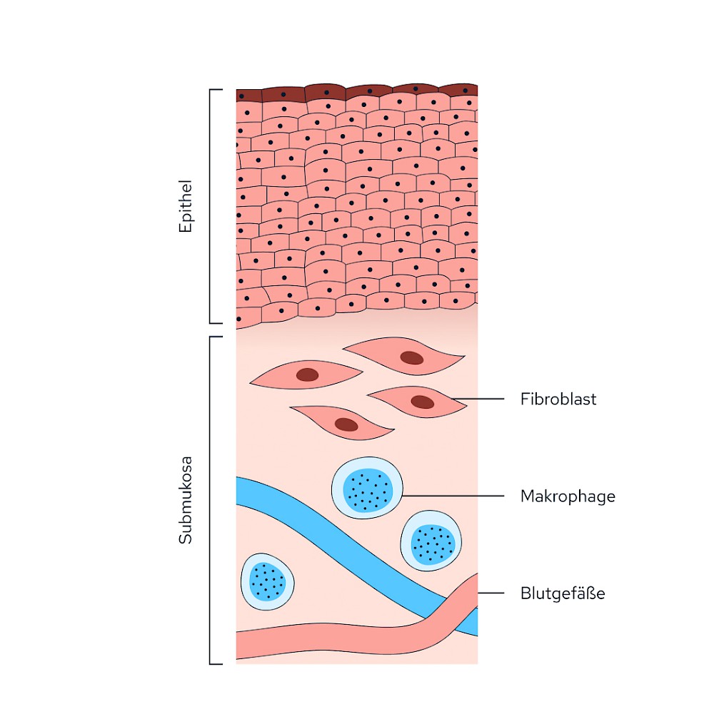 Aufbau der Schleimhaut